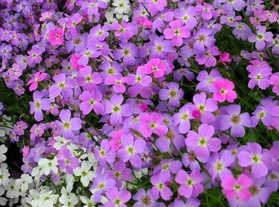 VIRGINIA STOCK 100 FRESH SEEDS FREE SHIPPING LILAC & WHITE