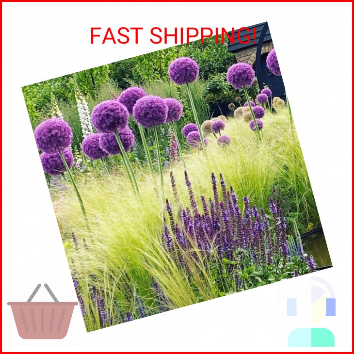 1000+ Purple Blue Rare Plant Flower Seed for Planting Giant Allium Seeds for Pla