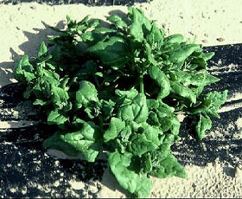 Spinach New Zealand 250 seeds