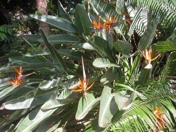 Strelitzia reginae | Bird of Paradise | Crane Flower | 10 Seeds