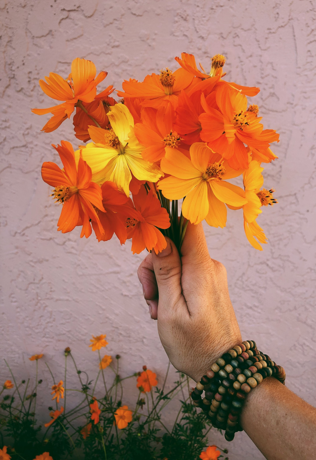 200+ Sulphur Cosmos Seeds – Bright Lights – NON GMO – Hummingbirds – Butterflies