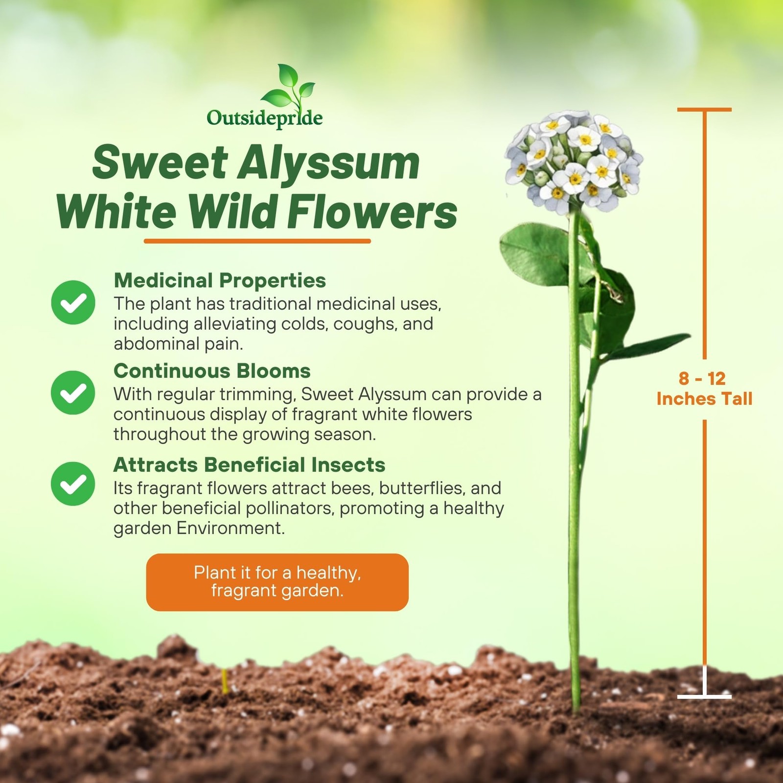 Perennial Sweet Alyssum Seeds – 1 lb. White Lobularia Maritima Seeds for Grou…