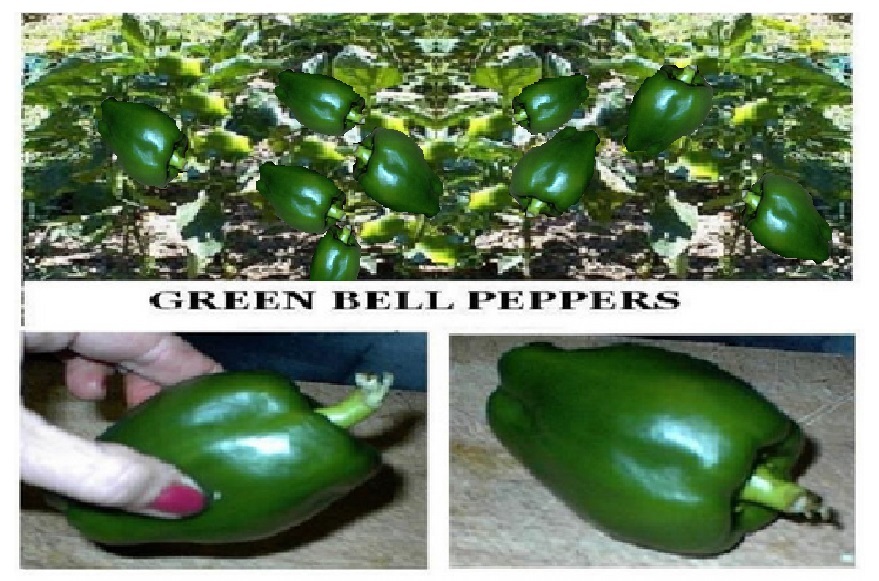 Home Grown Green Bell Pepper Huge Over 25 Seeds USA Seller
