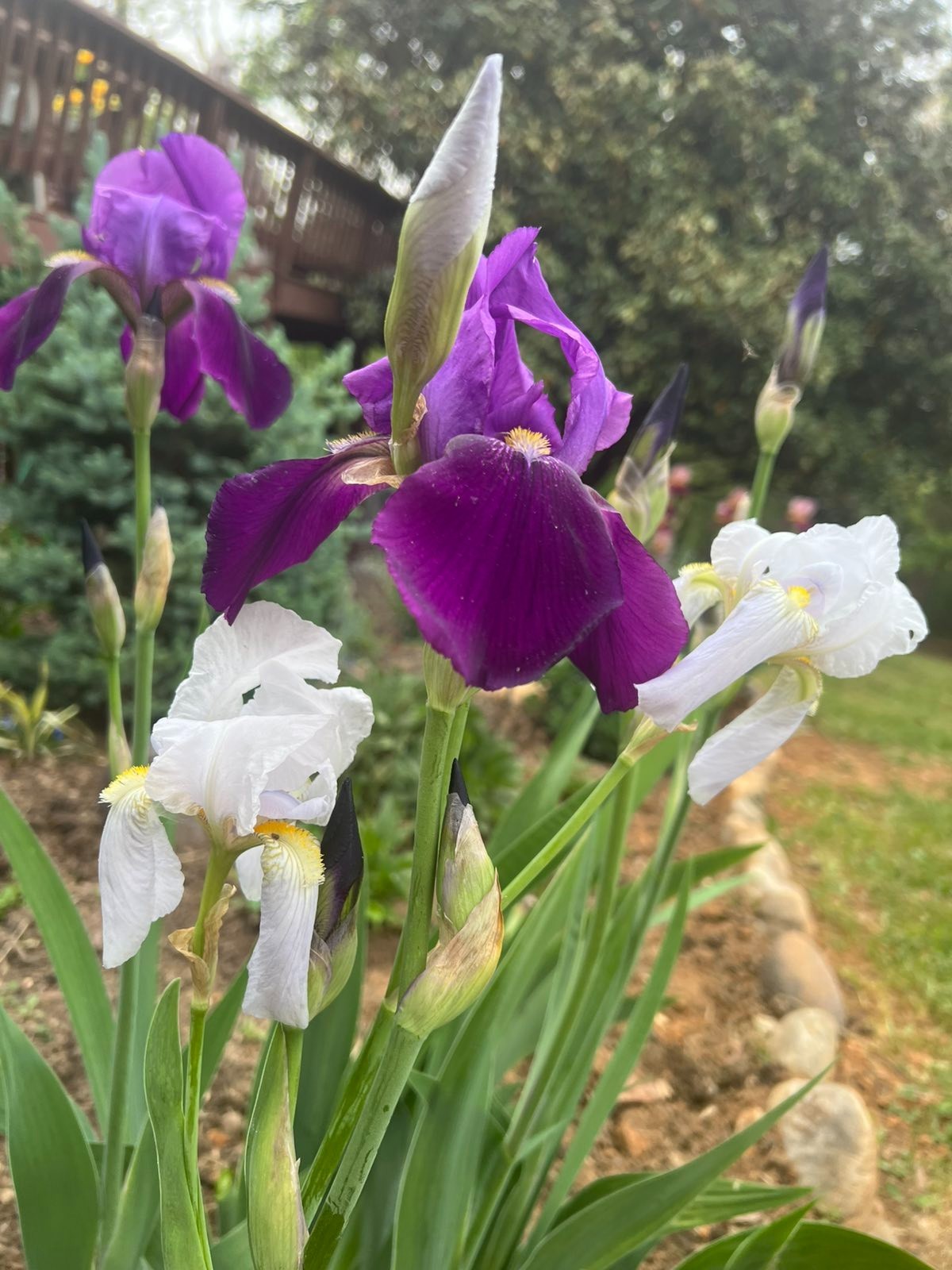 8x Iris Live Bulbs Mixed Varieties Tall 4 Purple+4 White Lavender Freshly Dug