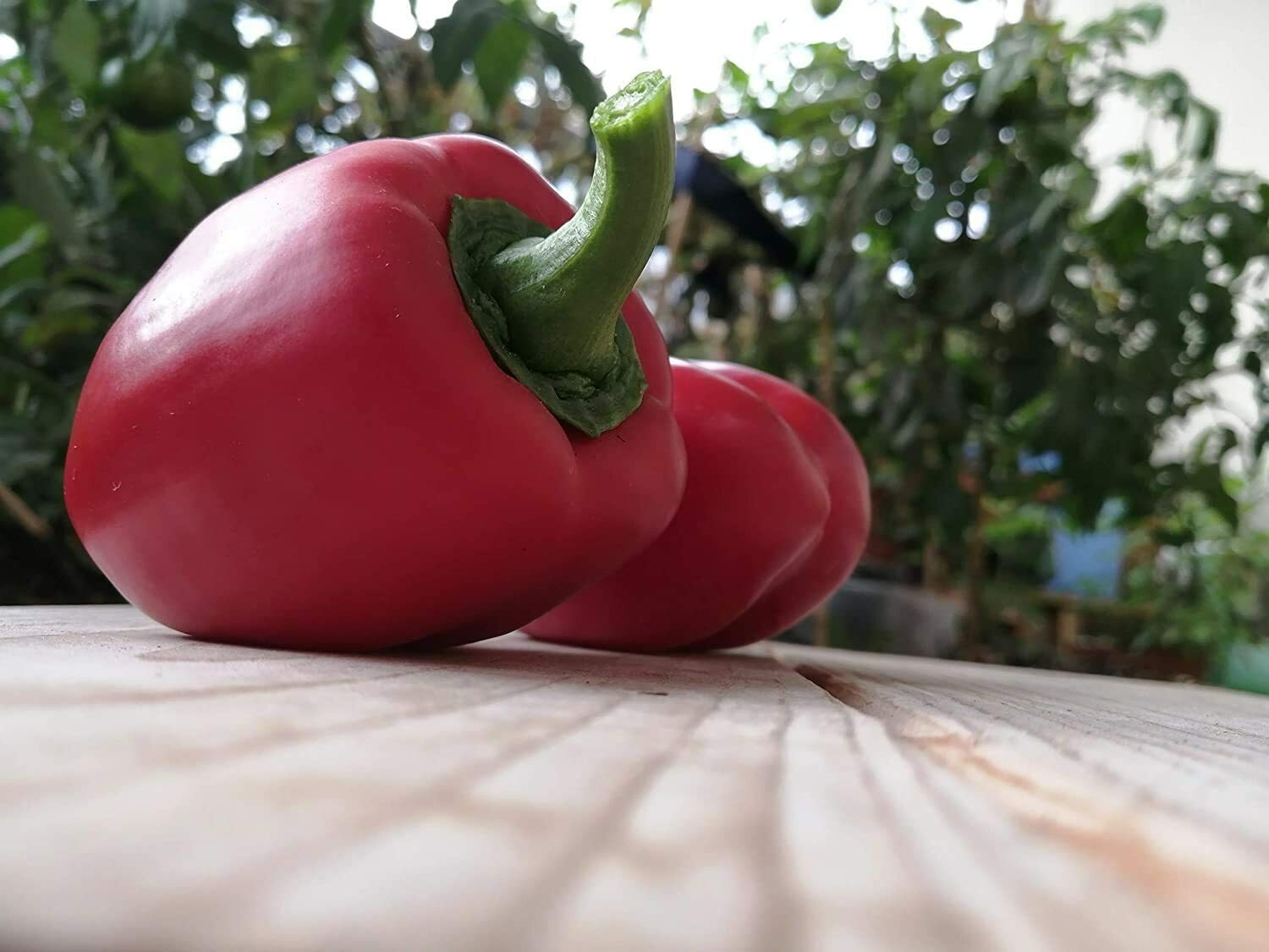 King of The North Sweet Bell Pepper 30 Vegetable Seeds Capsicum annuum Heirloom