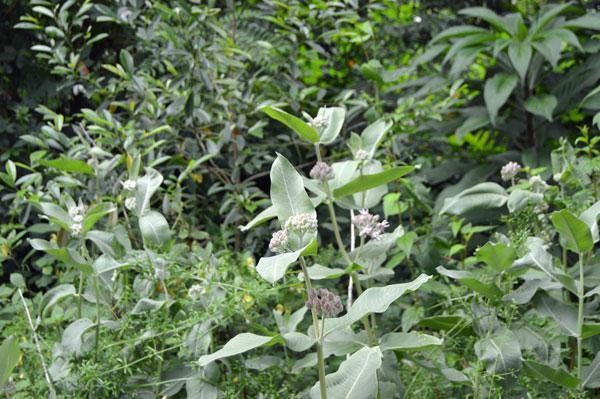 Asclepias speciosa | Showy Milkweed | 1000 Seeds