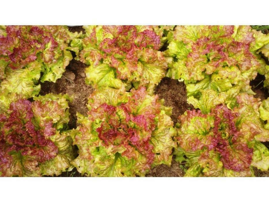 1000+ Lettuce Seeds: Oak Leaf Red, Prizehead, Iceberg, Hanson, Buttercrunch,2024