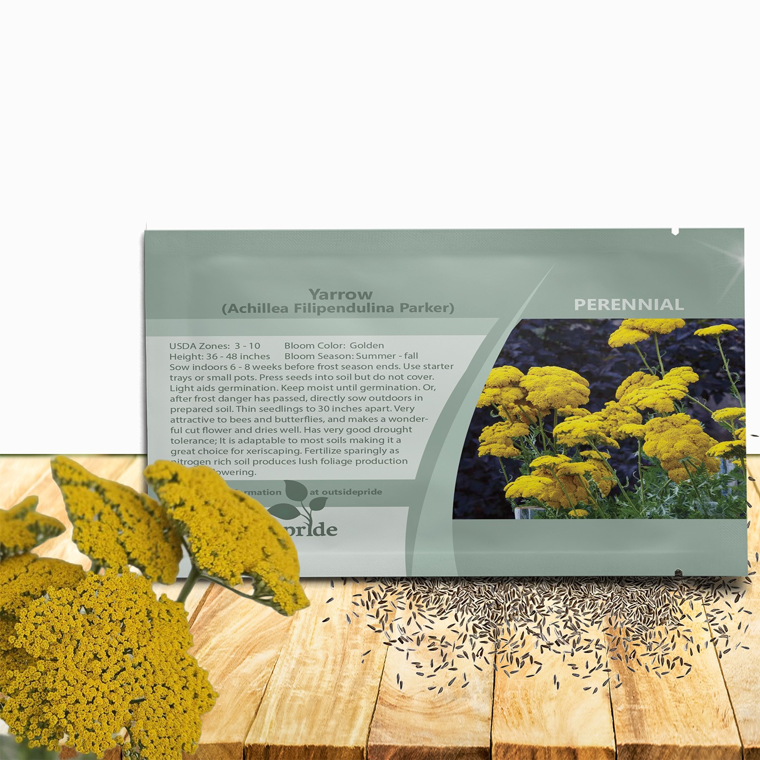 10000 Seeds Achillea Yarrow Fernleaf Parker Drought Resistant Garden Flower