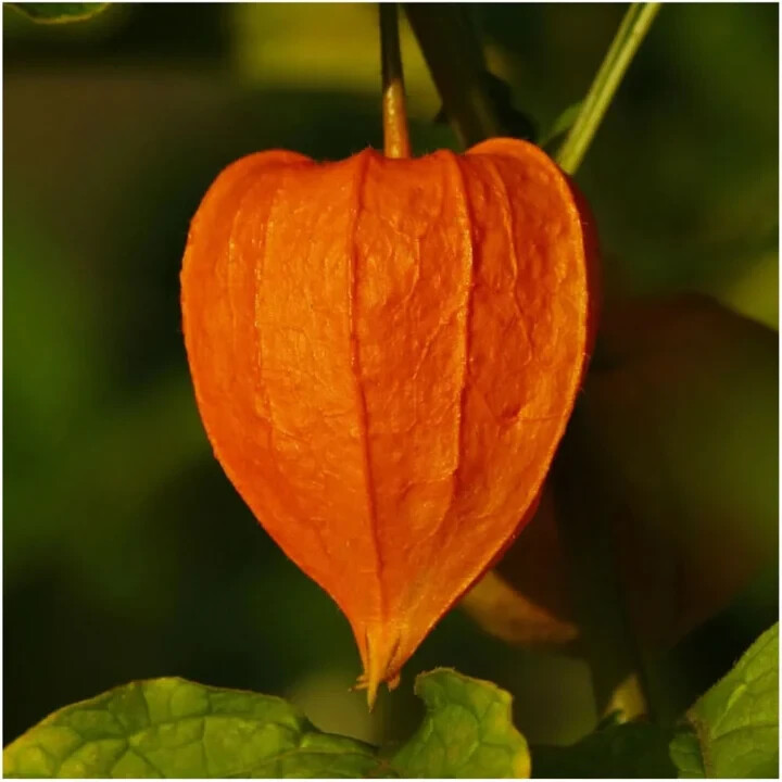 3 – Chinese Lantern Seeds For Planting Physalis alkekengi 200 Seeds Per Packet