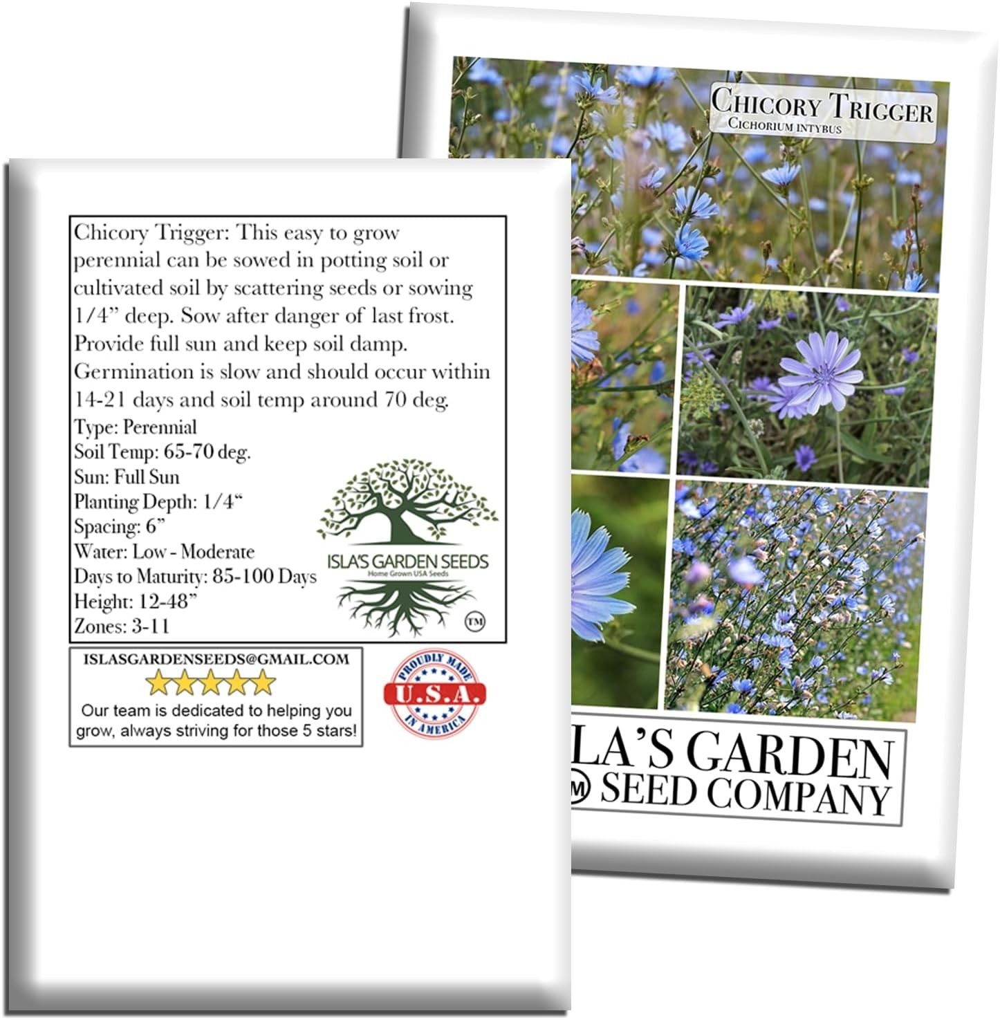 Trigger Chicory Flower Seeds Cichorium intybus – 1500+ Heirloom Non-GMO Seeds…