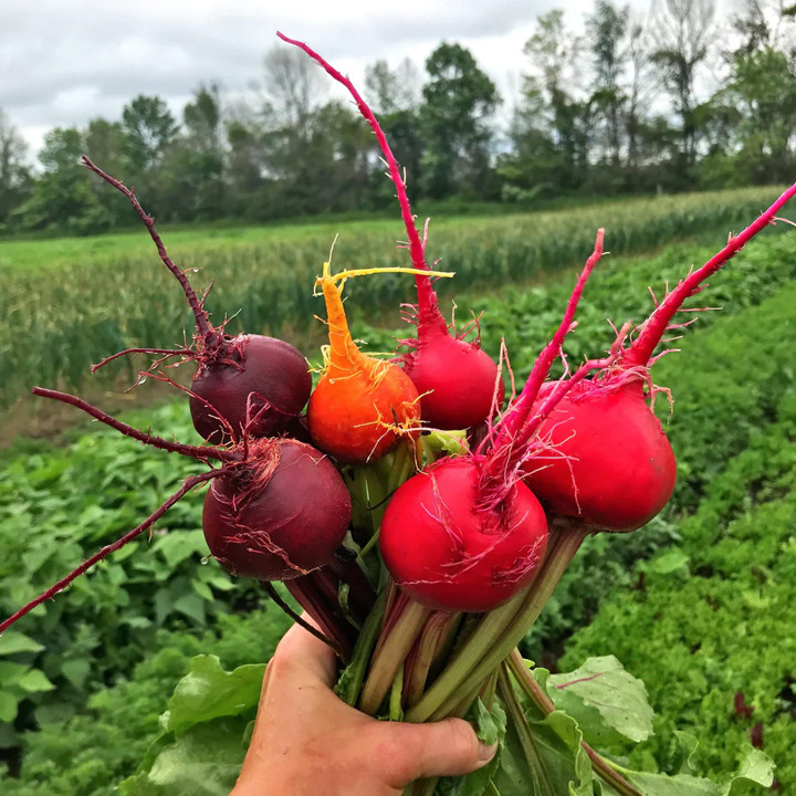 Rainbow Mix Beet Seeds | 5 Species Color Blend Radish Turnip Vegetable Seed 2022
