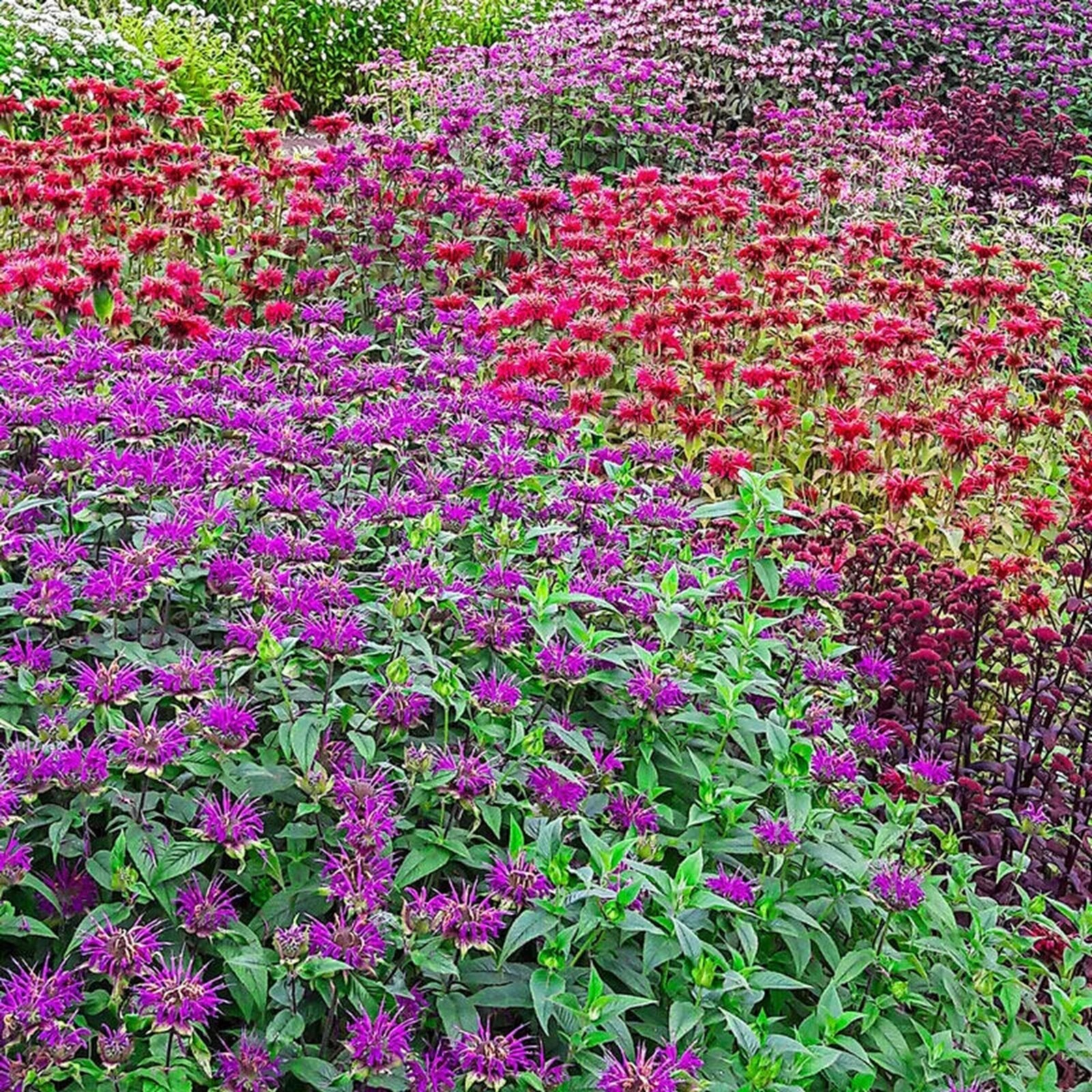100 Candy Shop Bee Balm Seeds Flowers Seed Butterflies Bees Hummingbird US SELL