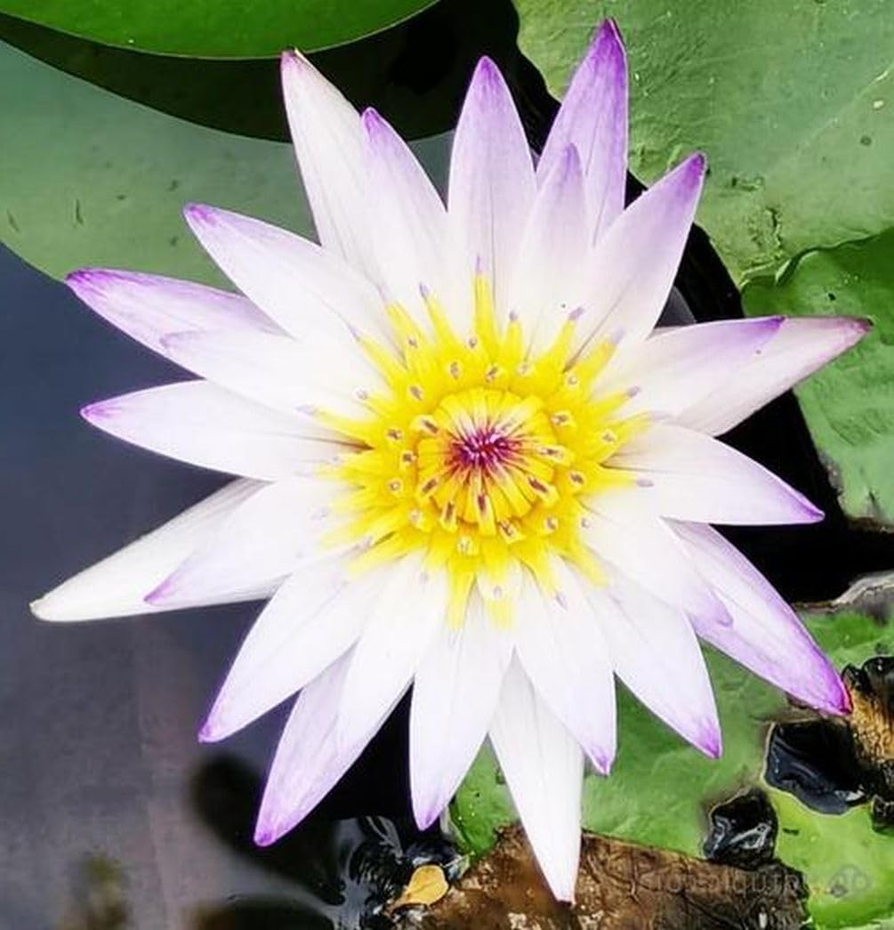 35 pcs Mini Lotus Seeds Variety Pack – Bonsai Lotus, Water Lily Garden Seeds …