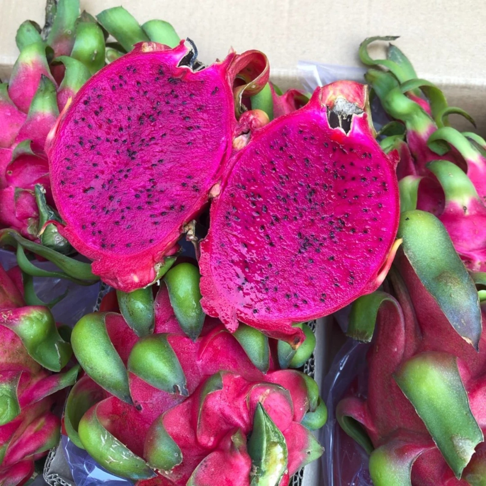 Dragon Fruit, Hylocereus Triangularis, 50Seeds – Luscious Fruit