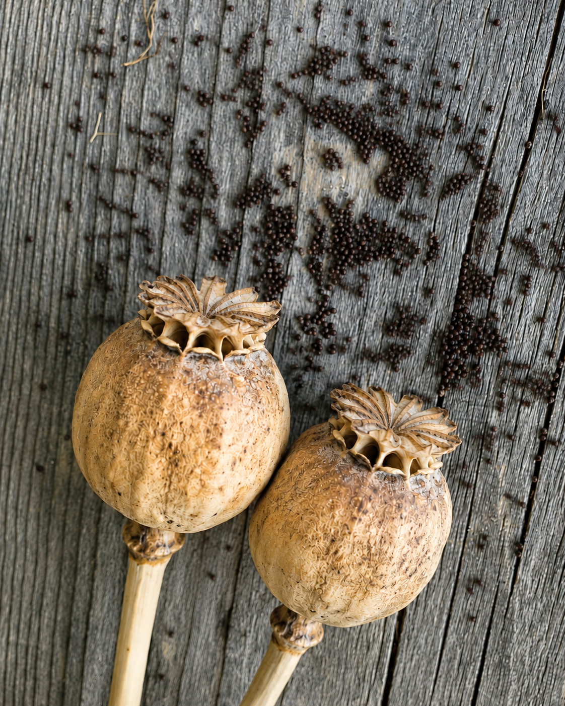 85,000 – 1 Ounce | After Midnight P. Somniferum Poppy Seeds -92% Germ Bulk Seed