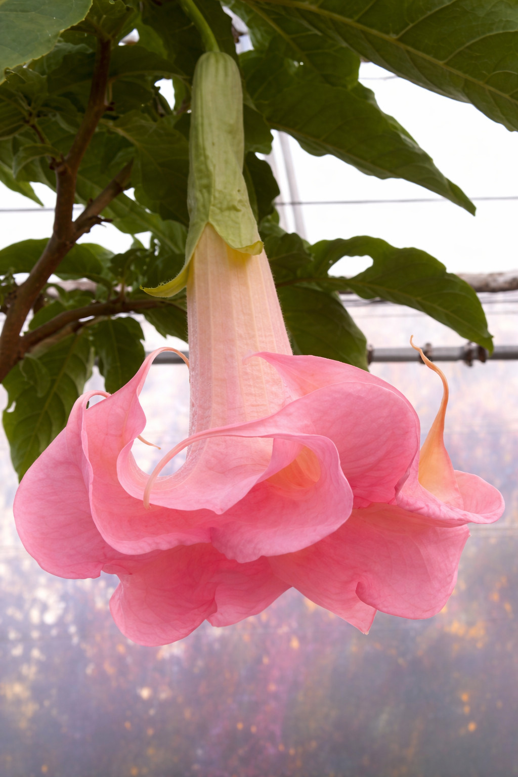 10 Angel Trumpet Seeds Flowers Seed Perennia Tropical Flower “DBL Pink”