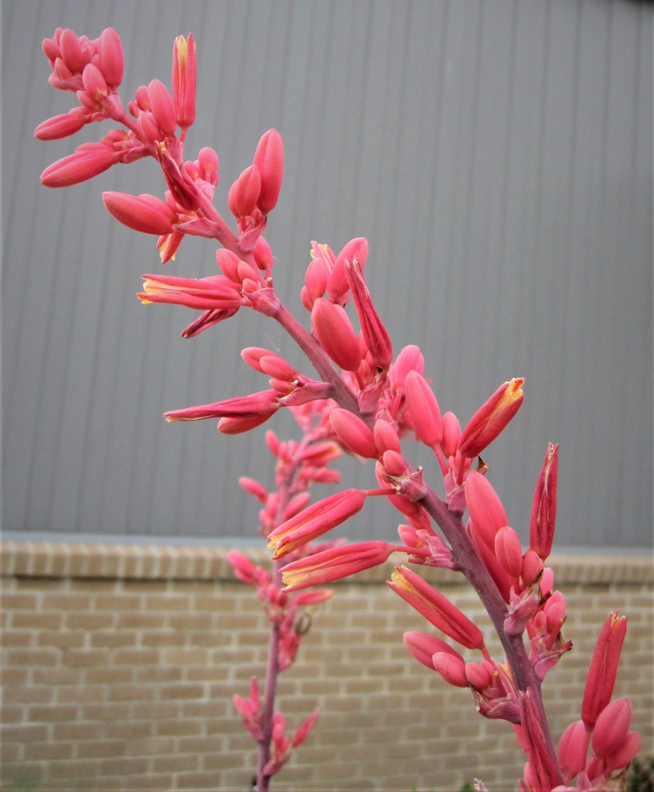 50 Red Yucca Seeds (Hesperaloe parviflora) – Drought tolerant succulent