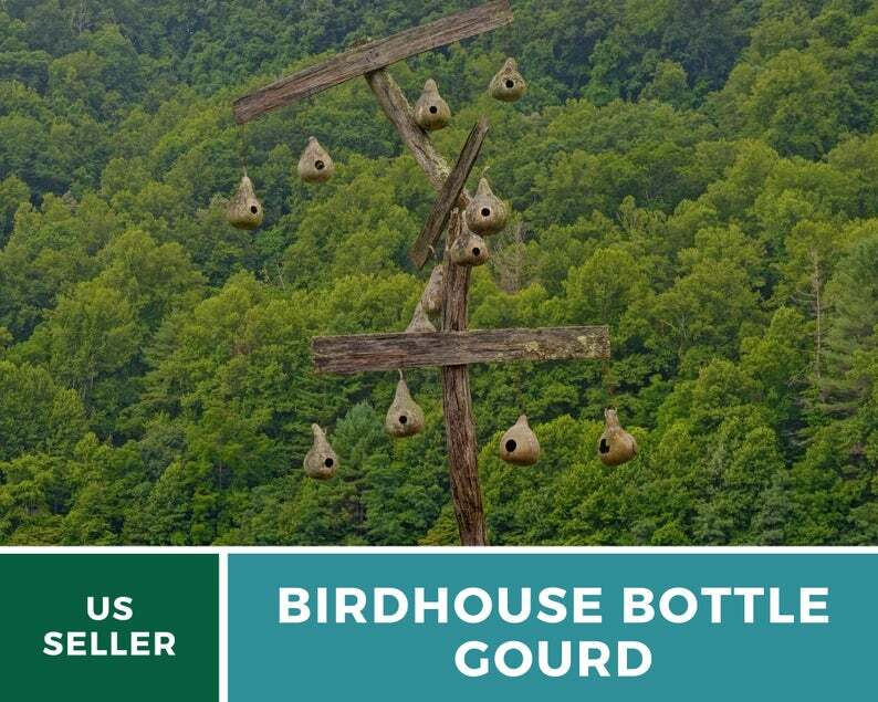 Gourd, Birdhouse Bottle – 15 Seeds – Ornamental – Heirloom – GMO Free