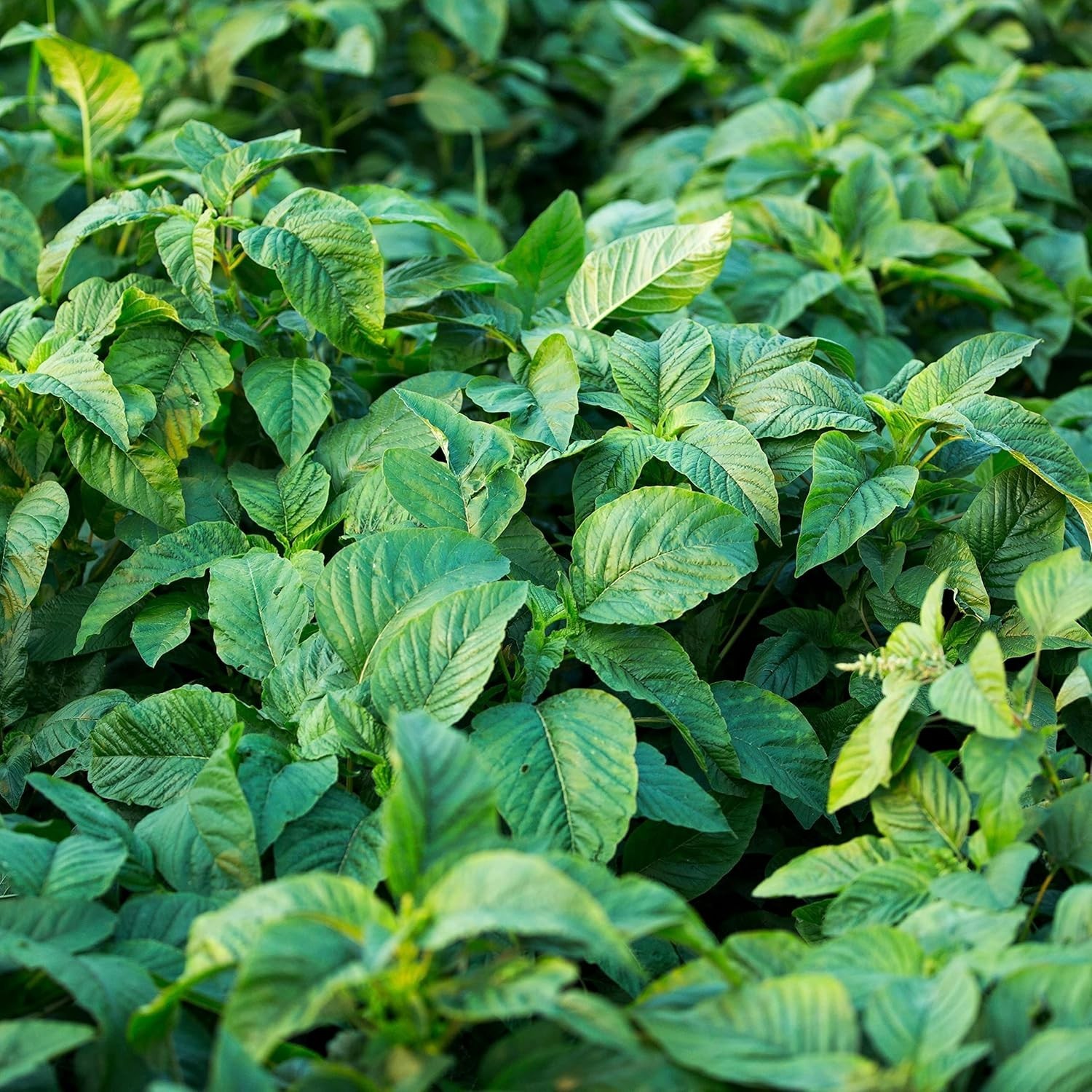 Easy Cultivation Jamaican Callaloo Seeds – 500 Count for Vibrant Garden Growth