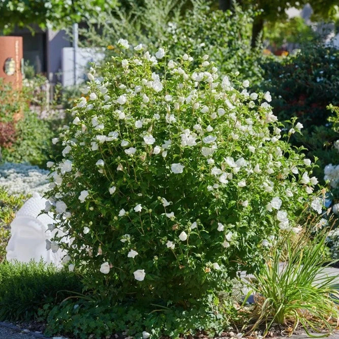Diana Hibiscus, Rose of Sharon, Pure White Flowers 1 Live Plant in 3.5 Inch Pot