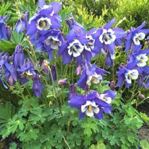 Blue Rocky Mountain Columbine Seeds – Aquilegia coerulea – Heirloom Perennial