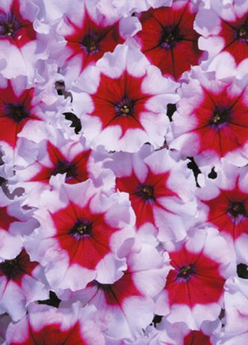 Petunia Celebrity Burgundy Frost Annual Seeds