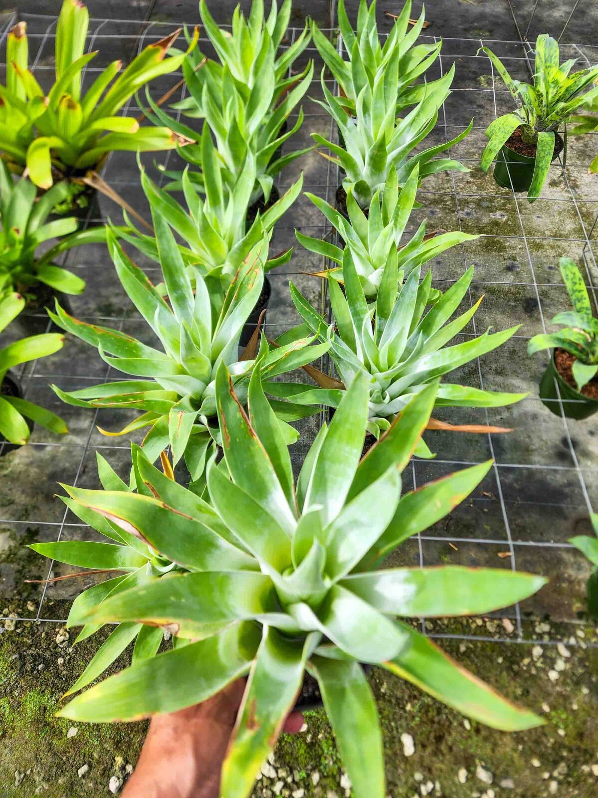 Bromeliad – Catopsis Berteroniana – 6″ pot – Live Plant
