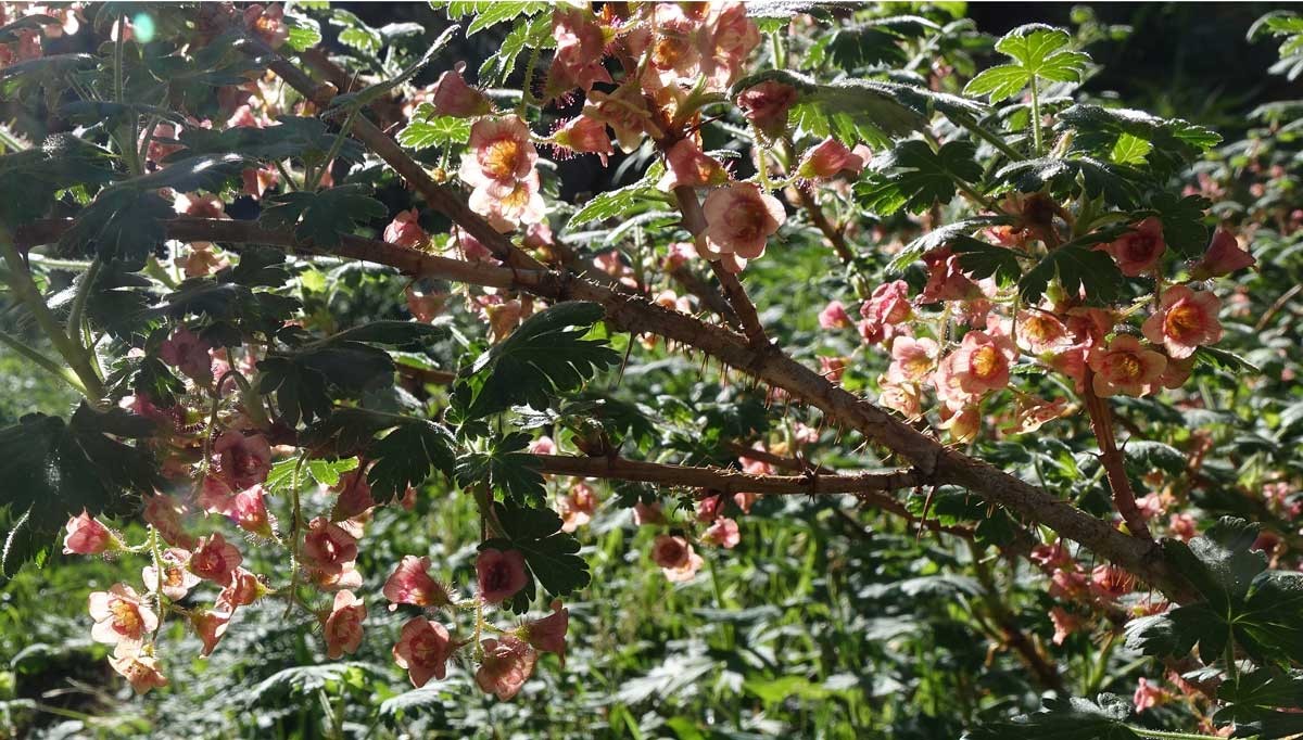 Ribes Montigenum aka Mountain Gooseberry 5 Seeds. Free Shipping!