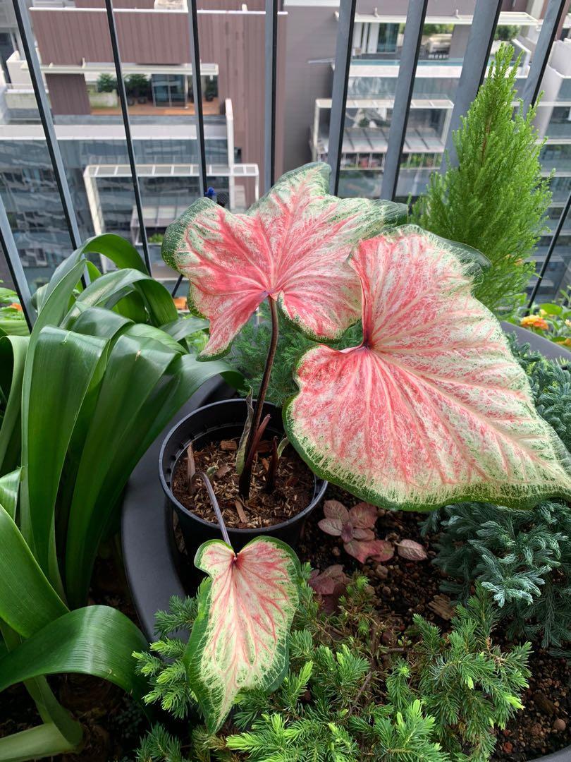 ‘Chinook’ Caladium 2026 Caladium of the Year (2 bulbs)