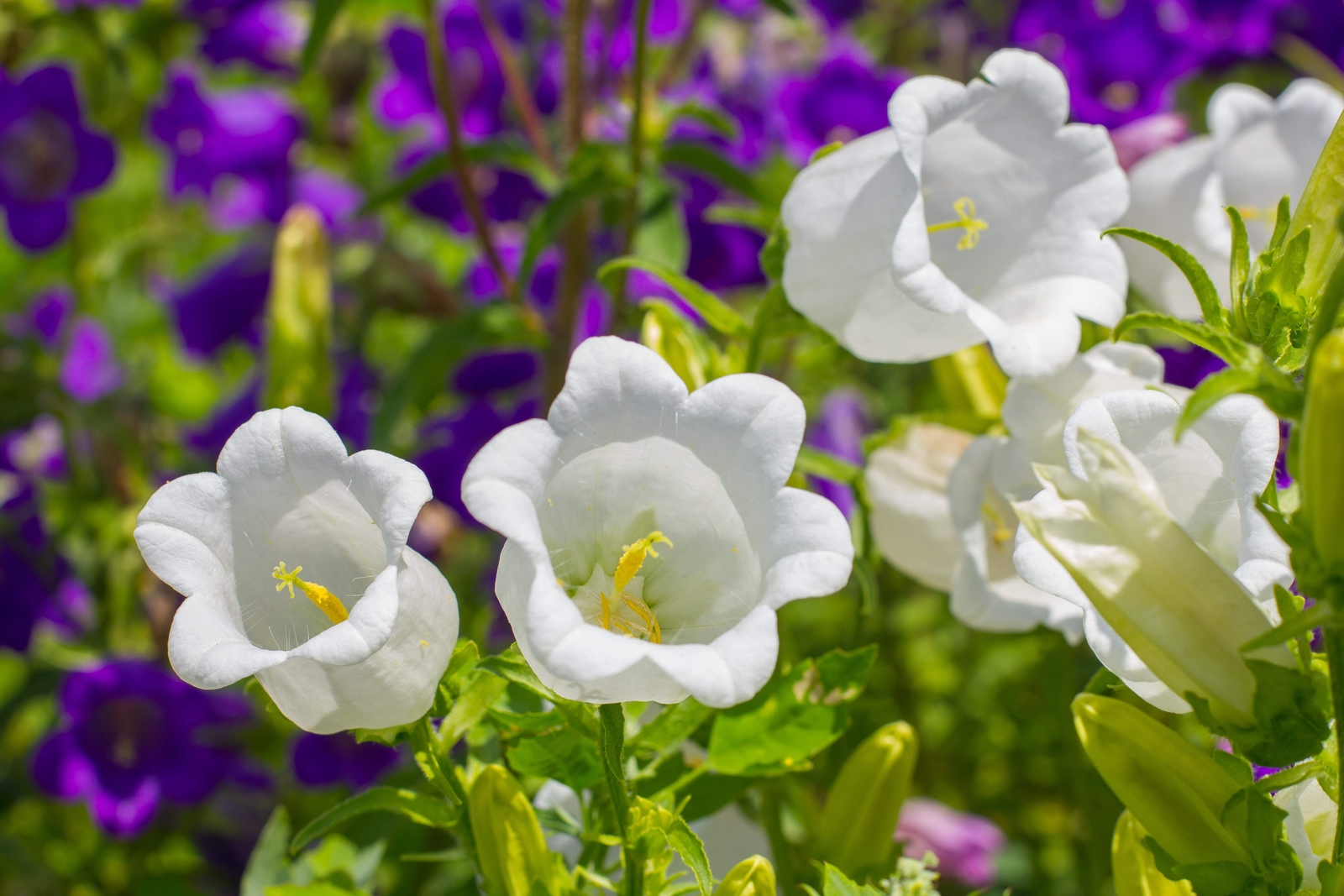 200 WHITE CANTERBURY BELLS – CAMPANULA Medium Flower Seeds *Comb S/H