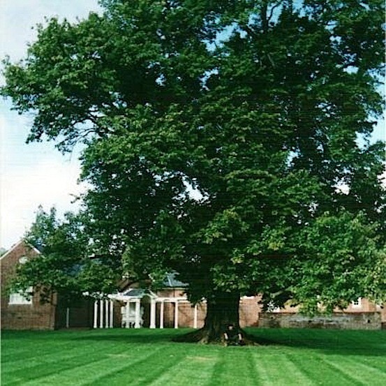 20 OSAGE ORANGE TREE SEEDS (Maclura Pomifera) Hedge Apple Fast Hardy Monkey Ball