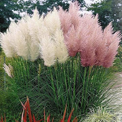Giant White Pampas Grass Seeds – 100 Seeds – Ornamental Grass for Landscaping or