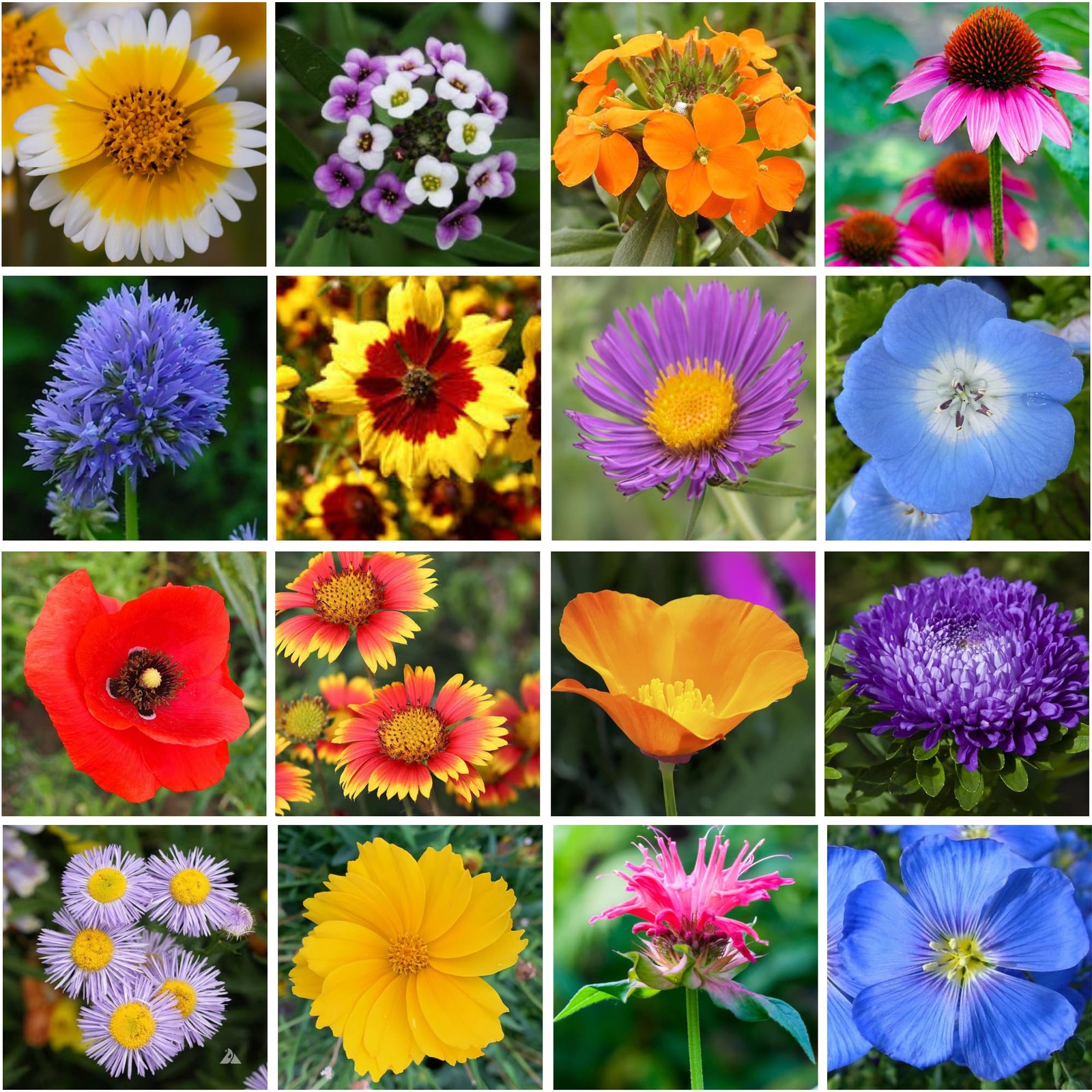 Wildflower Seed Mix 1LB Tub – Save The Bees Seed Mix, by GevaGrow | Bulk
