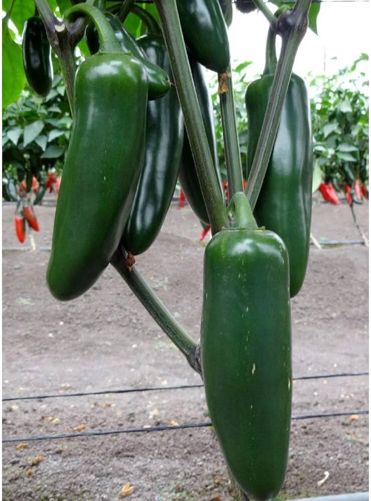 25+ Green Giant Jalapeno Pepper Seeds for Garden Planting – USA – FREE SHIPPING!