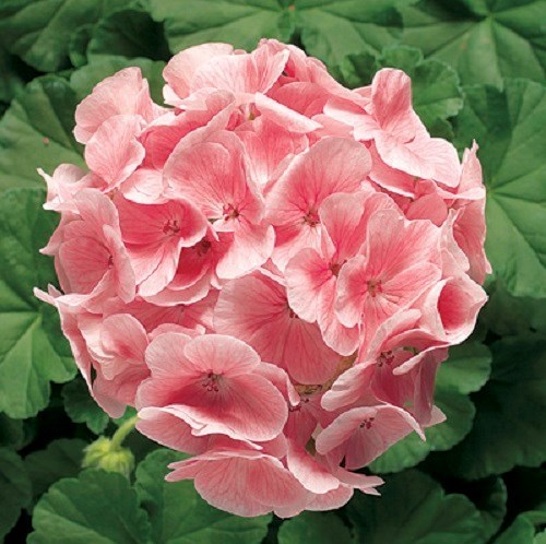 MPB#3 Geranium Zonal Ringo 2000 Light Salmon 15 Geranium Seeds