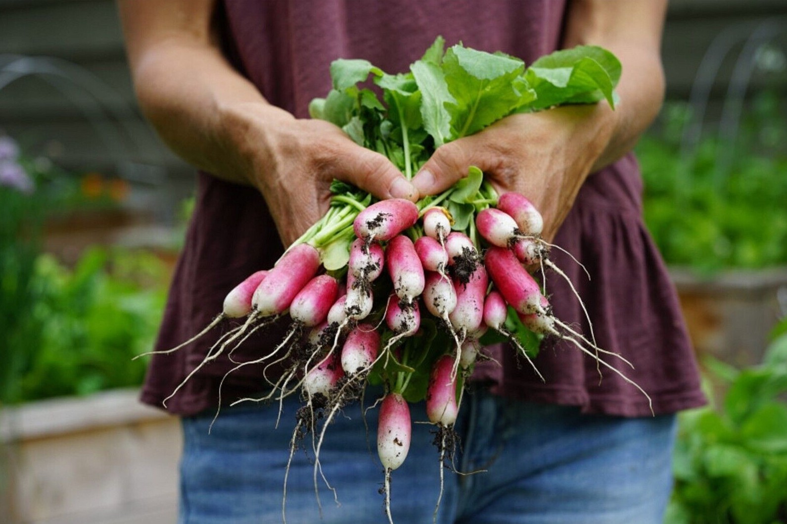 French Breakfast Radish Seeds
