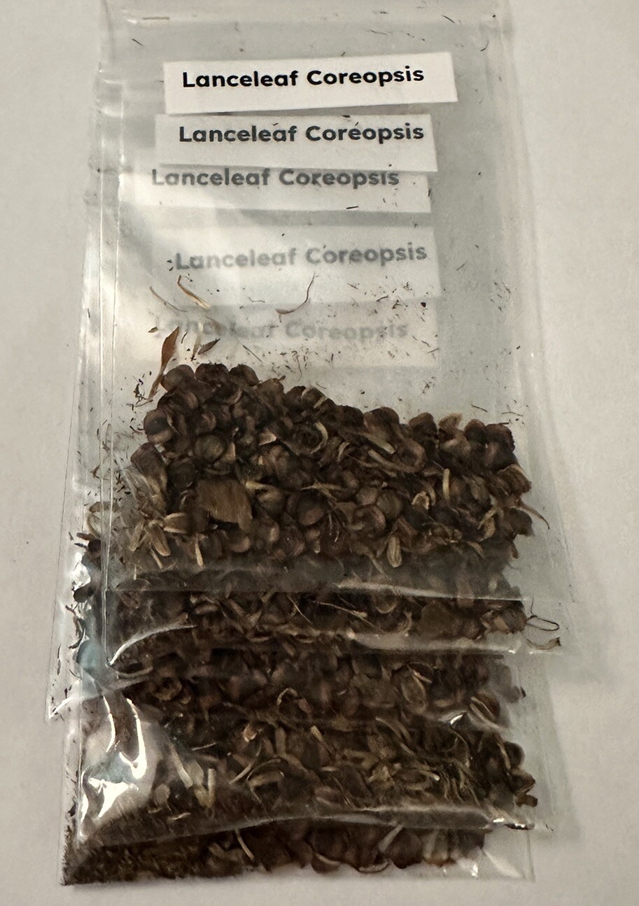 50+ Lanceleaf Coreopsis Seeds FL-Grown (Coreopsis lanceolata) Yellow Flower