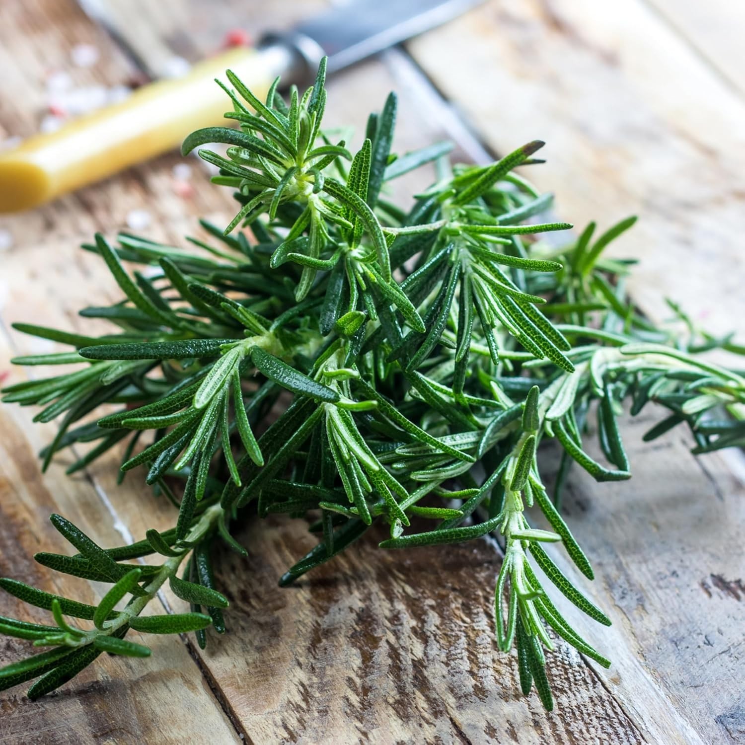 Non-GMO Heirloom Rosemary Seeds – Grow Culinary & Medicinal Herbs -Round