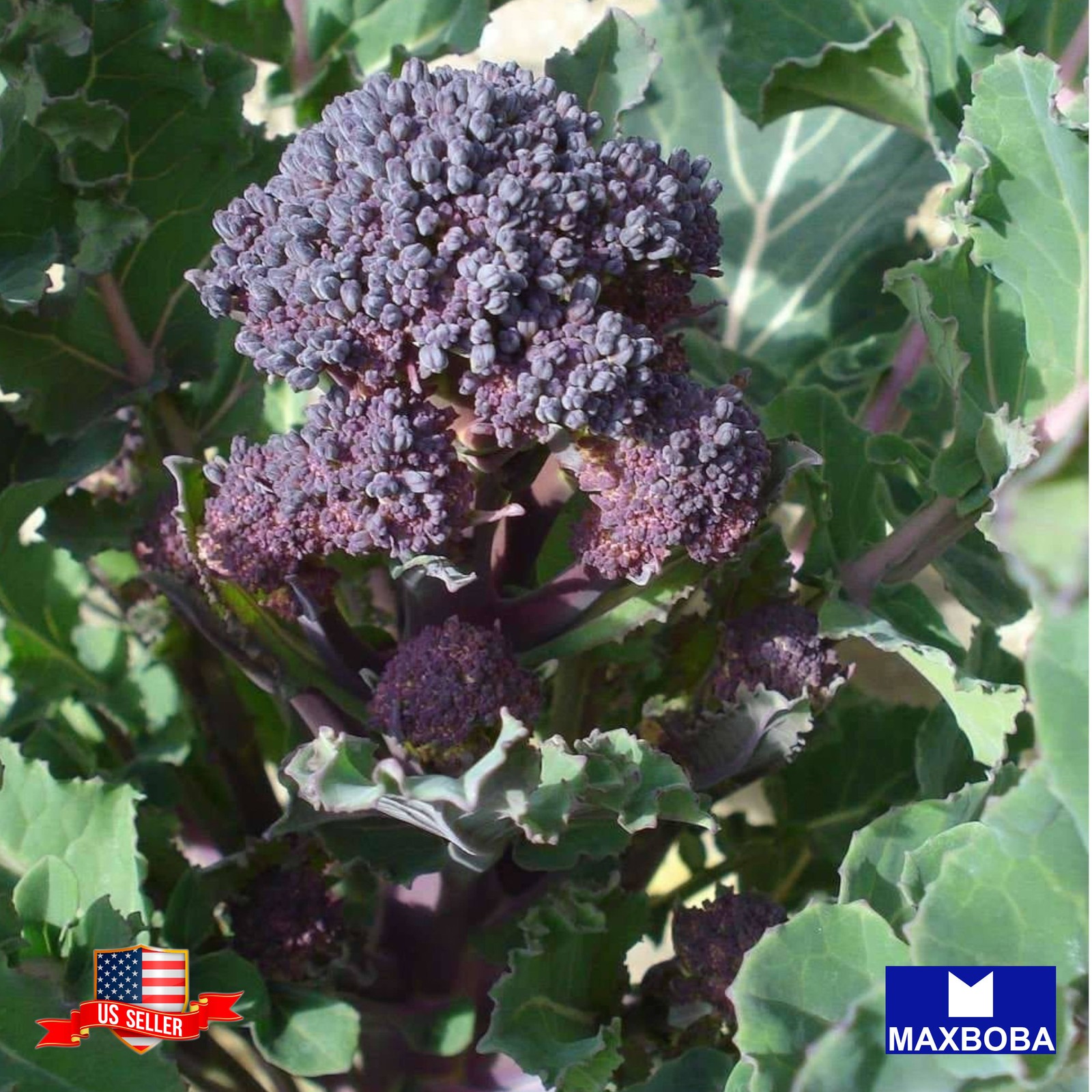 175+ Early Purple Sprouting Broccoli Seeds Non-GMO Heirloom BTGO 75% OFF