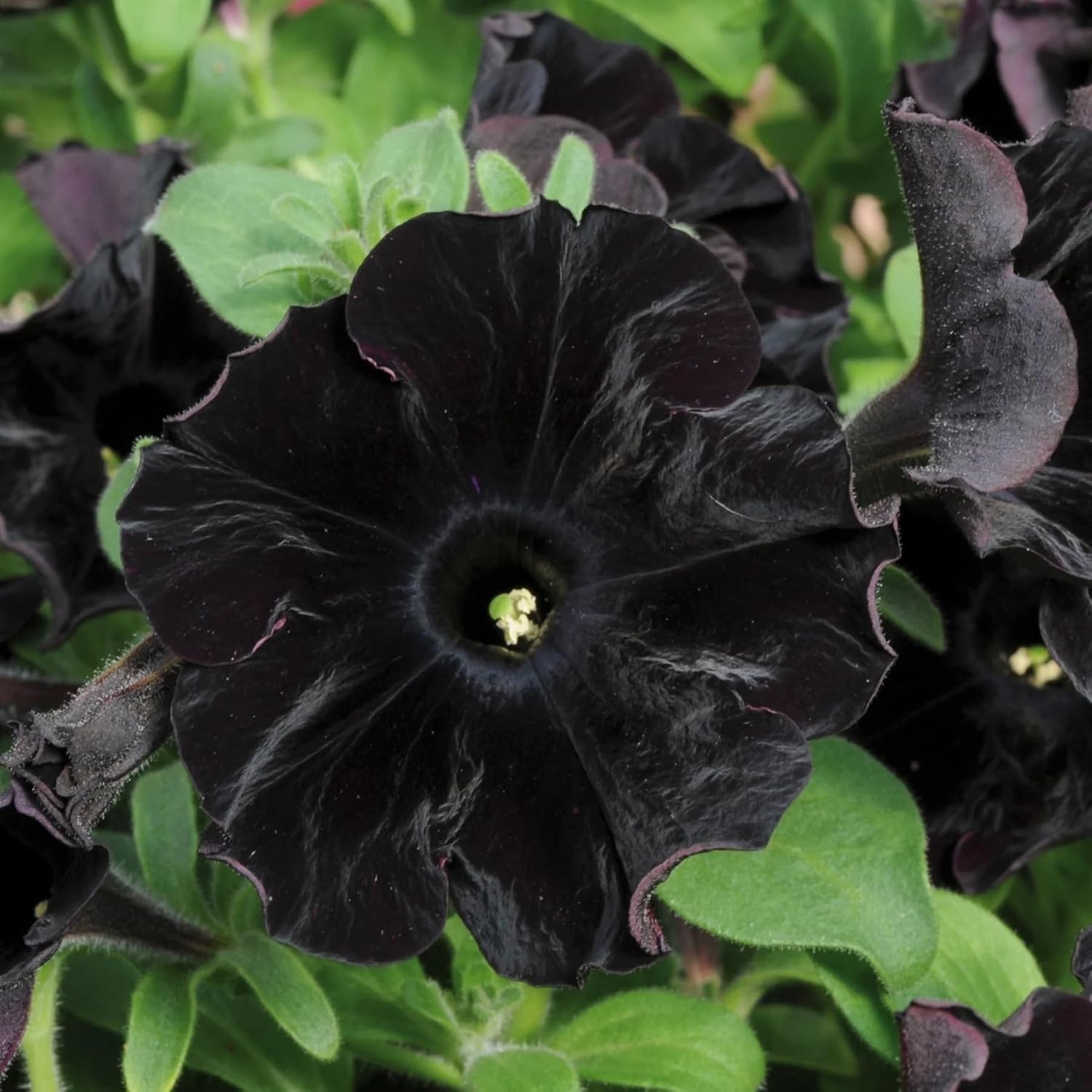 250 Count Mixed Petunia Hybrida Flower Seeds – Easy Care & High Yield