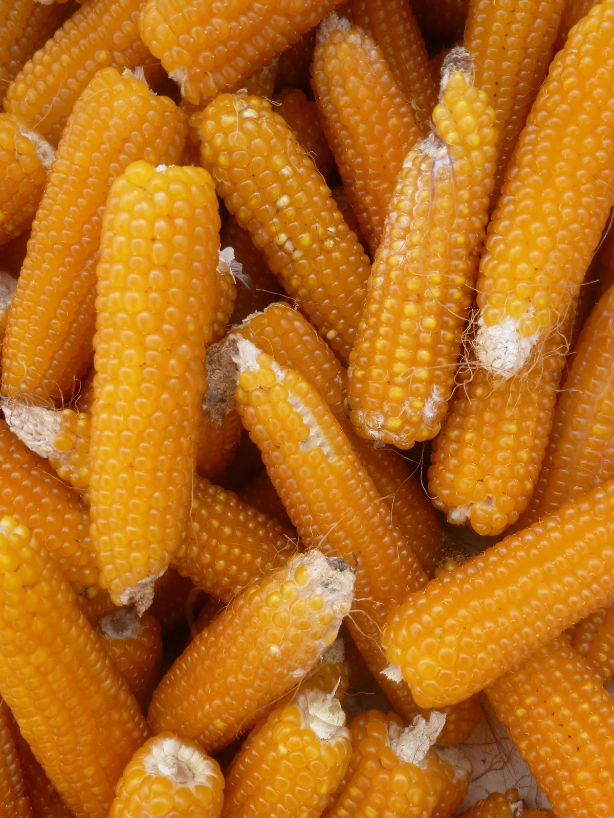 LADYFINGER POPCORN SEEDS * TENDER * DELICIOUS * HEIRLOOM * 50 SEEDS *