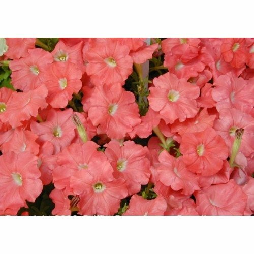 50 Pelleted Petunia Seeds Carpet Salmon FLOWER SEEDS