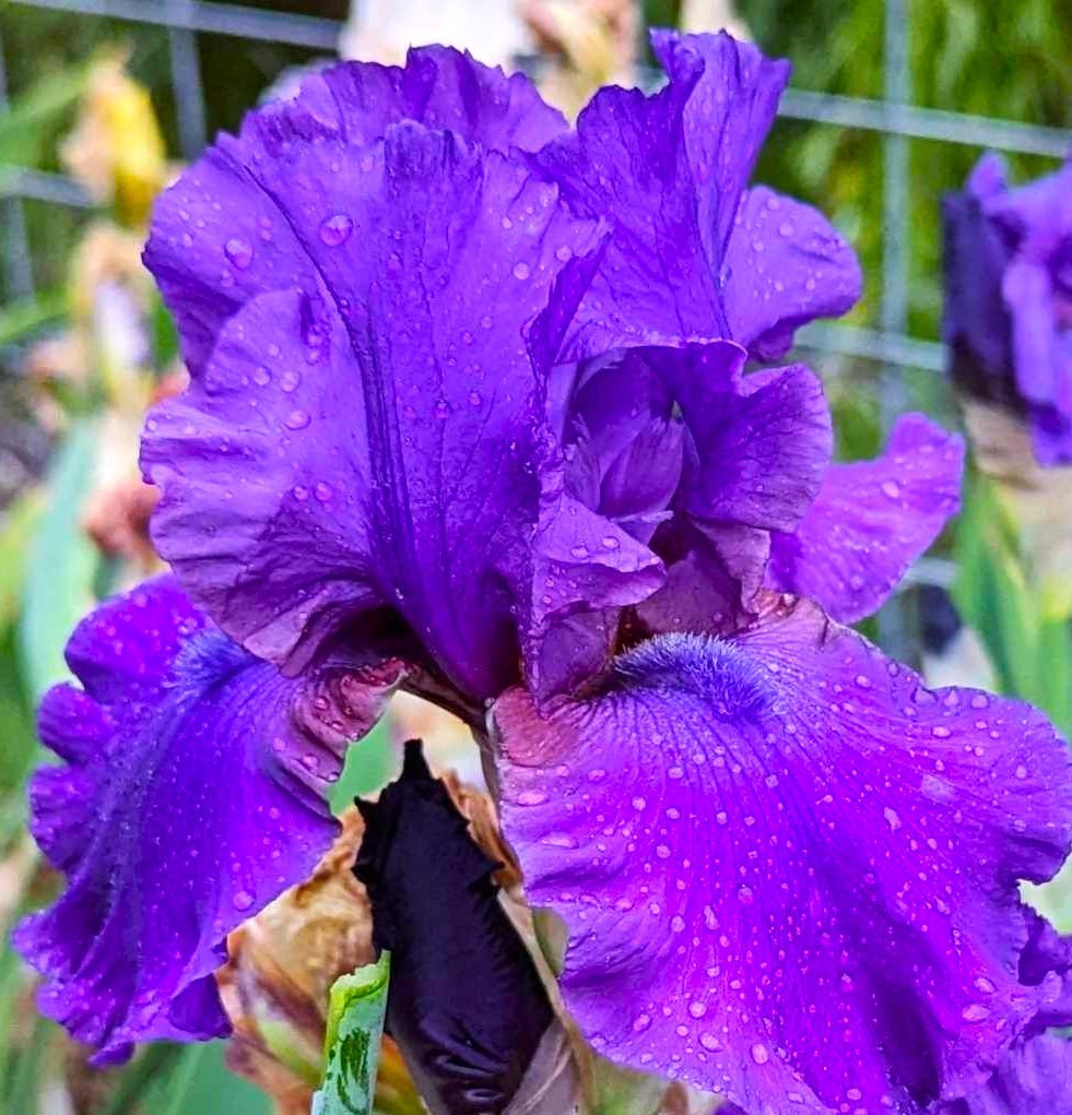 ‘Star Challenger’ ‘ TB Bearded Iris Rhizome PRE-SALE to Ship Aug/Sept