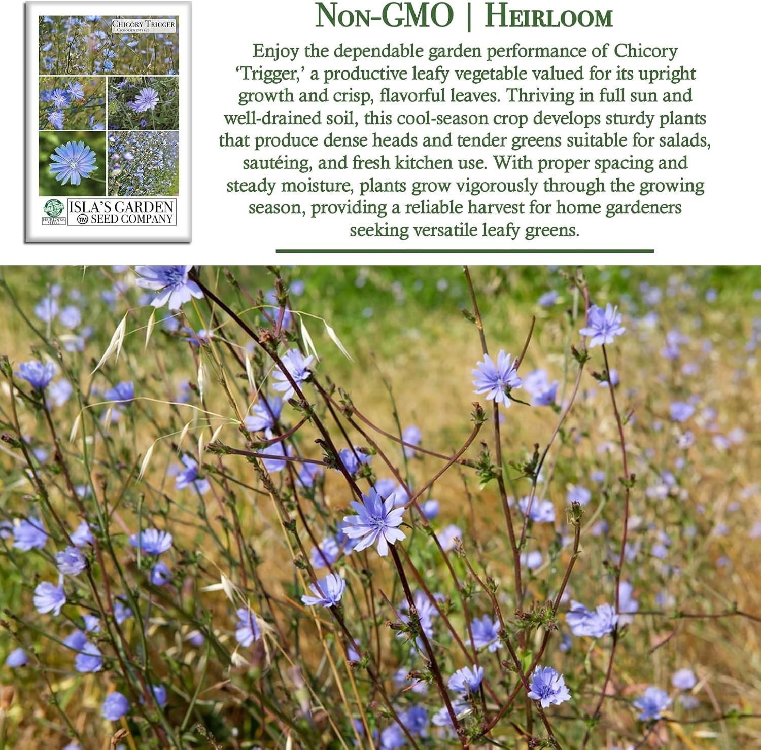 Trigger Chicory Flower Seeds Cichorium intybus – 1500+ Heirloom Non-GMO Seeds…
