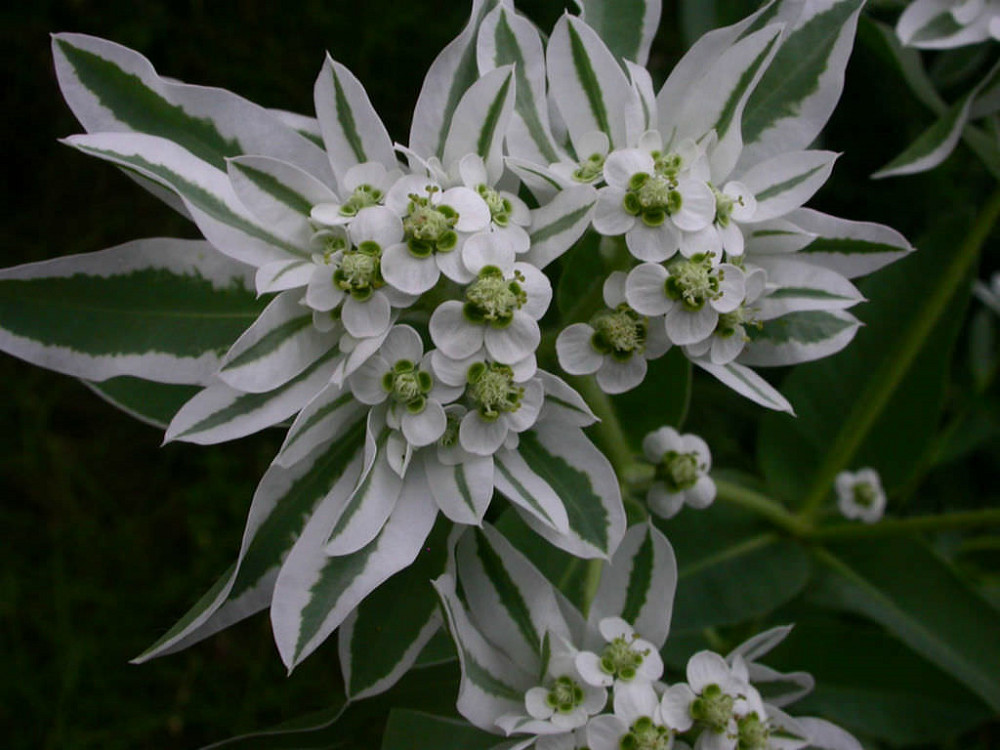Euphorbia Seeds Snow On The Mountain 50 Seeds Euphorbia Marginata