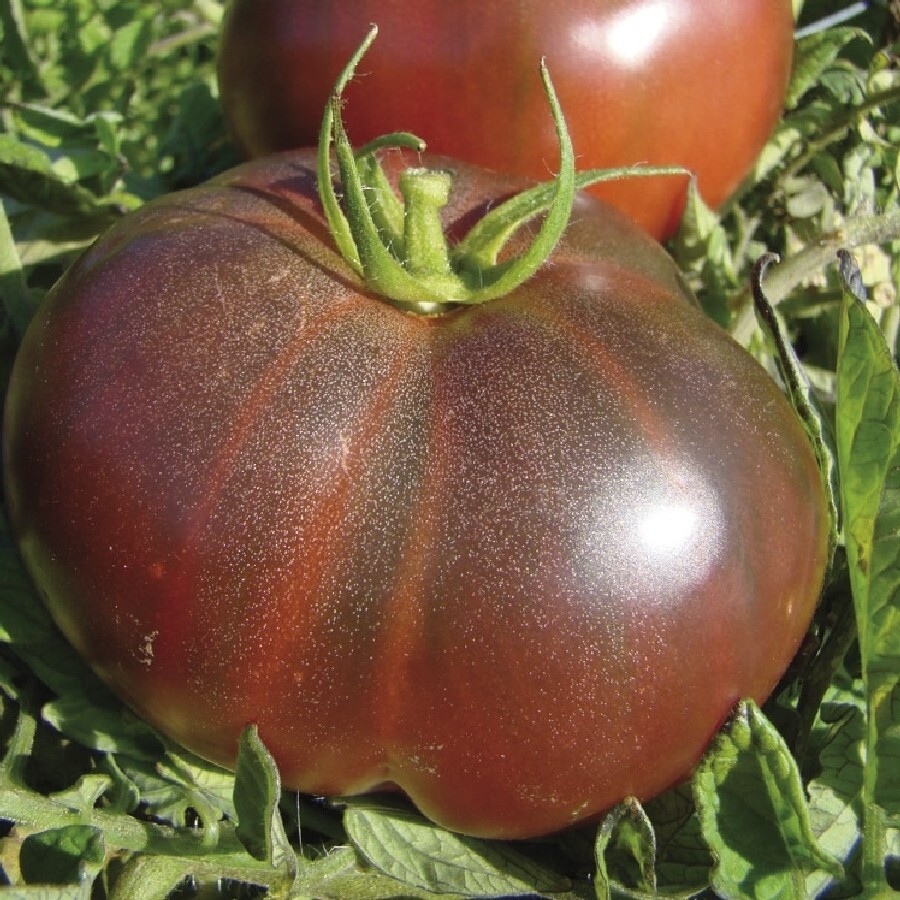 Black Krim Tomato Seeds 50 Ct Vegetable Garden HEIRLOOM NON-GMO FREE SHIPPING