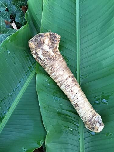Horseradish Root, Sauget, 8 ounce (Sold by Weight). -Country Creek LLC-