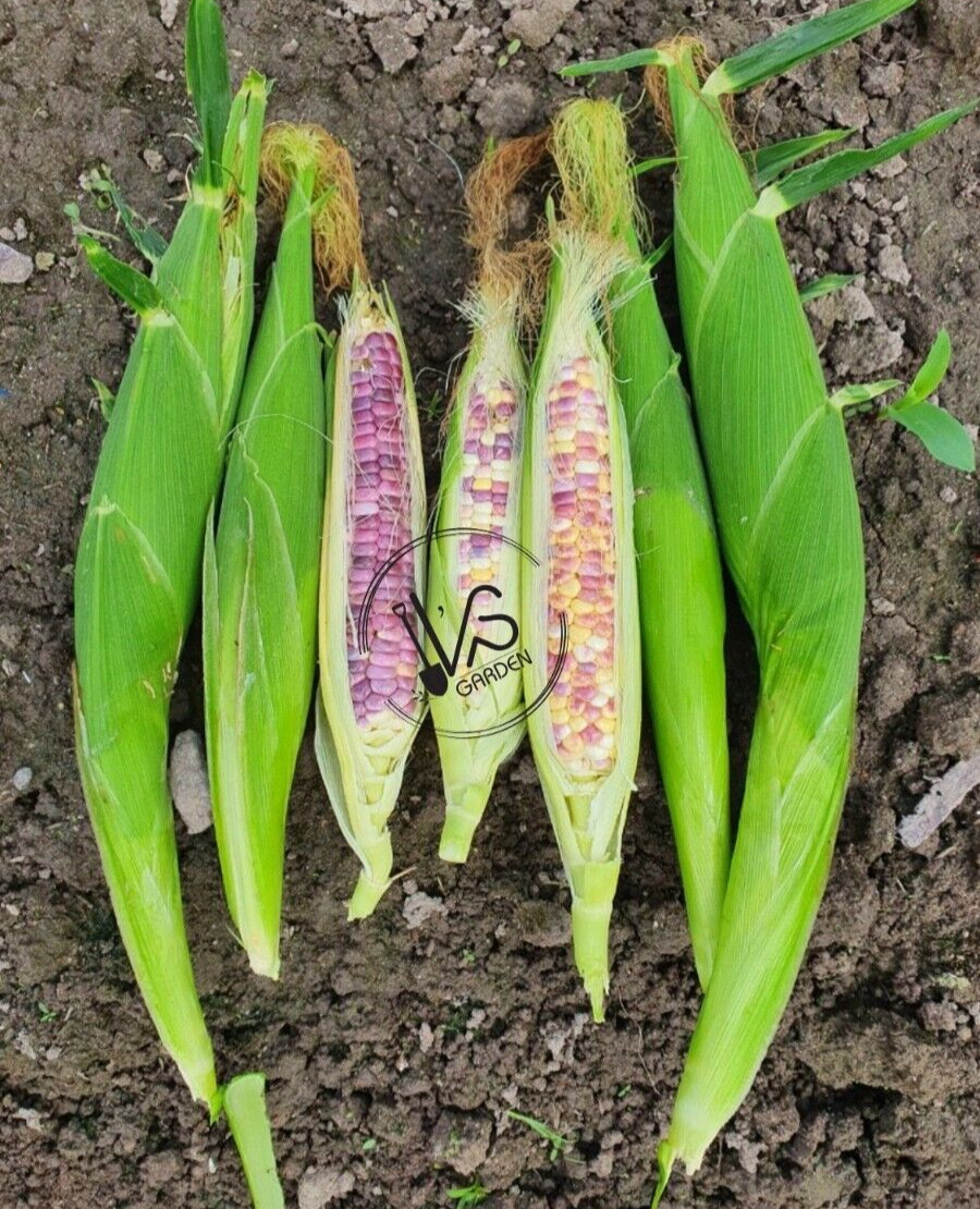 (20+ PCS) WILD VIOLET HYBRID SWEET CORN SEEDS -BẮP NẾP HỒNG VN |90% GERMINATION|