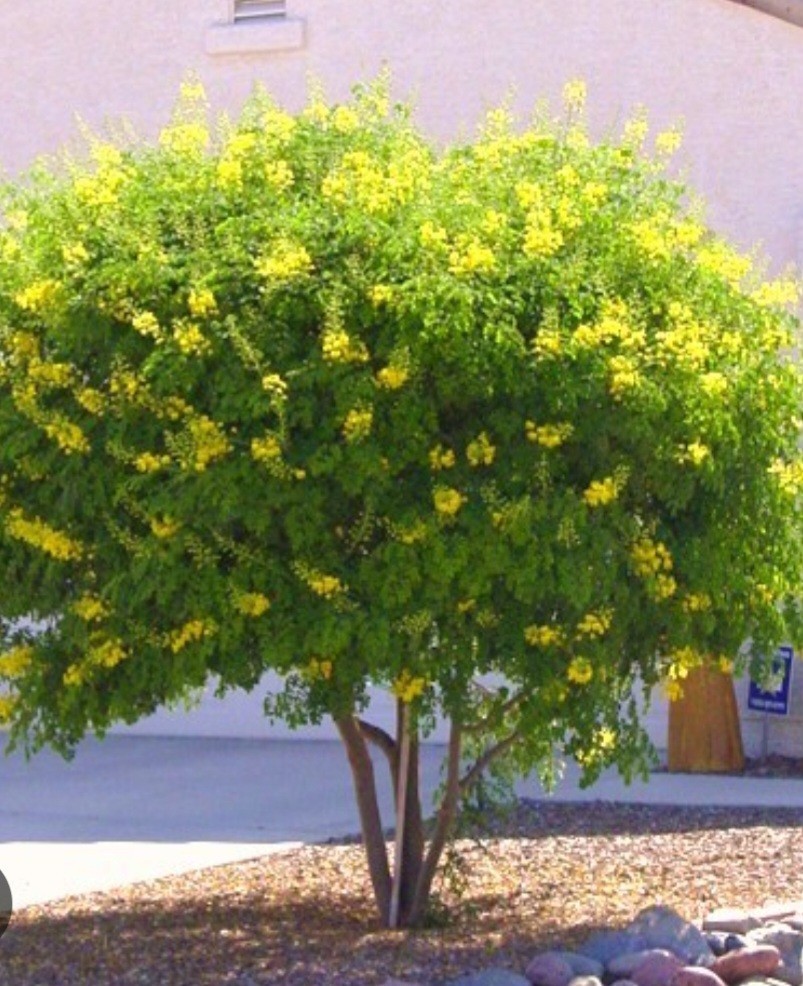 Yellow Pride of Barbados, Caesalpinia Pulcherrima – 20 Seeds 2025 – USA