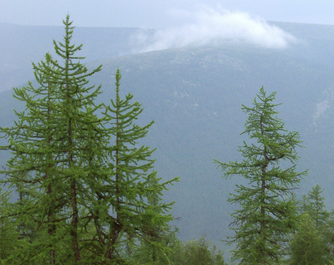 Siberian Larch (Larix sibirica), 40 seeds